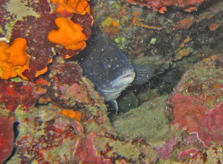 Riconoscibile? Pesce a puntate... (Sciaena umbra)